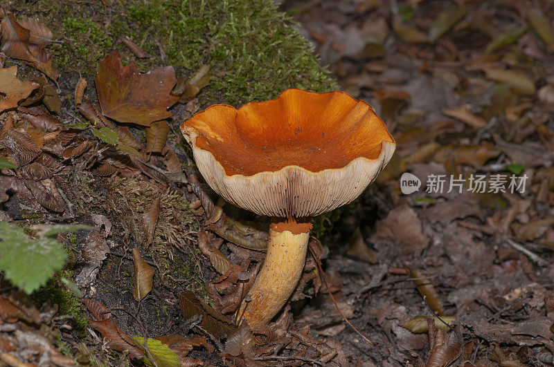 Waraitake或Big Laughing Gym (Gymnopilus spectabilis)